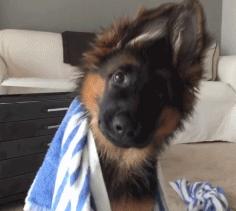 最简单的清理狗狗耳朵,狗狗耳朵清洁用什么比较好