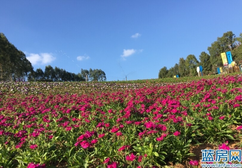 讲真的直播版,讲真最近直播