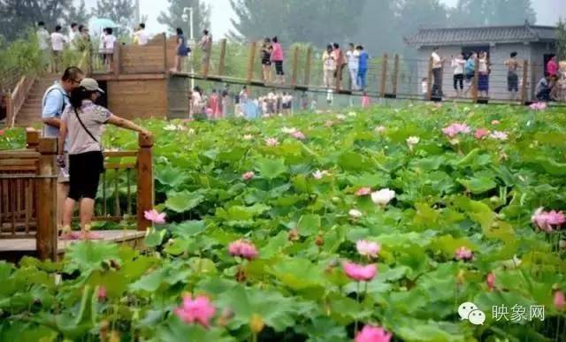 河南赏荷花旅游好去处,河南最美荷花是哪里的景点