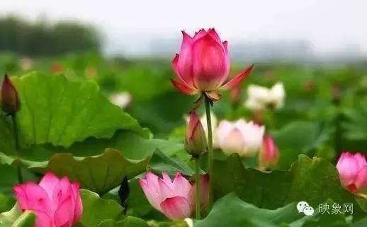 河南赏荷花旅游好去处,河南最美荷花是哪里的景点
