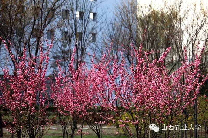 在山西农业大学有哪些学院呢？学院又是如何规划的呢?戳图文查看