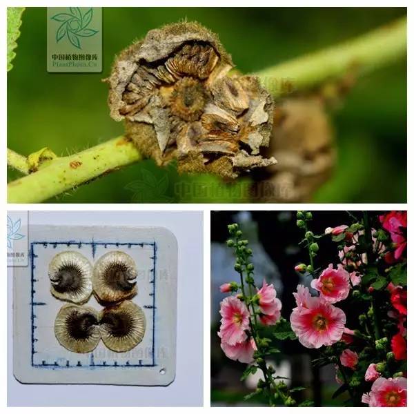 植物果实怎么分类,植物果实的分类