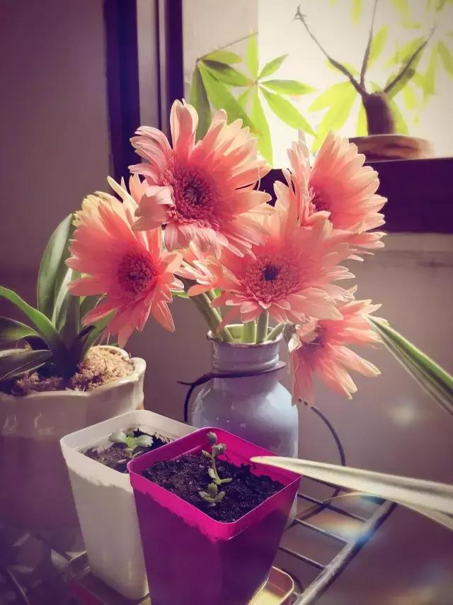 厦门鲜花每周一花,厦门每周一束鲜花订花平台