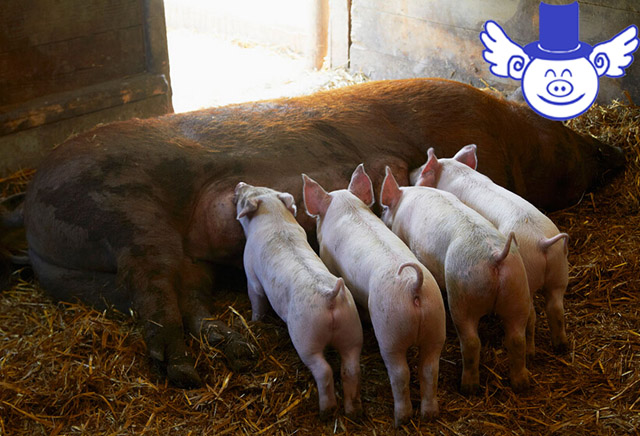 养猪今年赚钱吗,养猪一年能赚多少