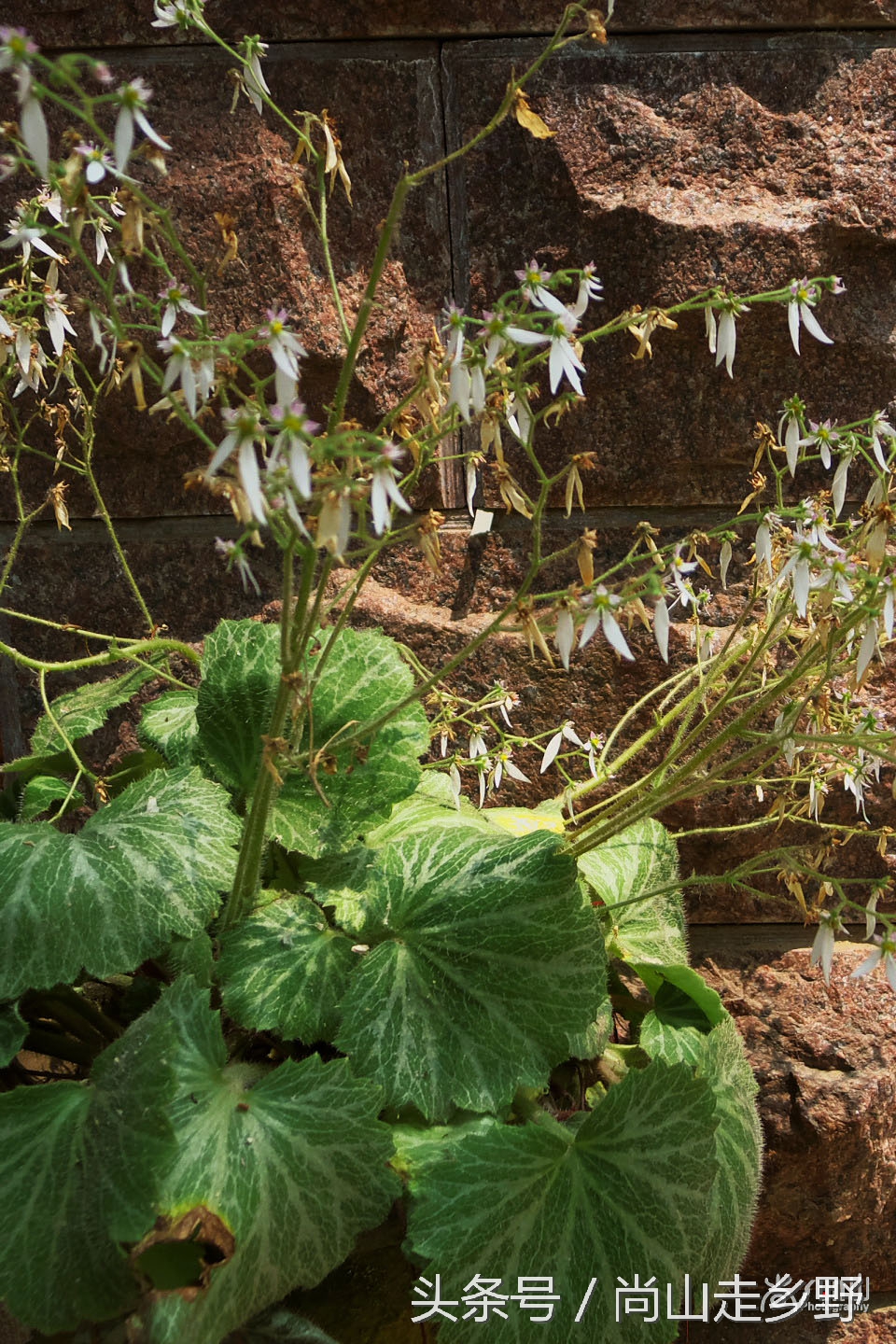 据说这种植物可以来治病英语,一种草对荨麻疹有特效