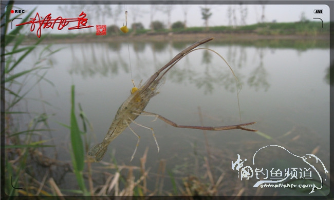 马踏湖国家湿地公园远足,马踏湖国家湿地公园游览路线