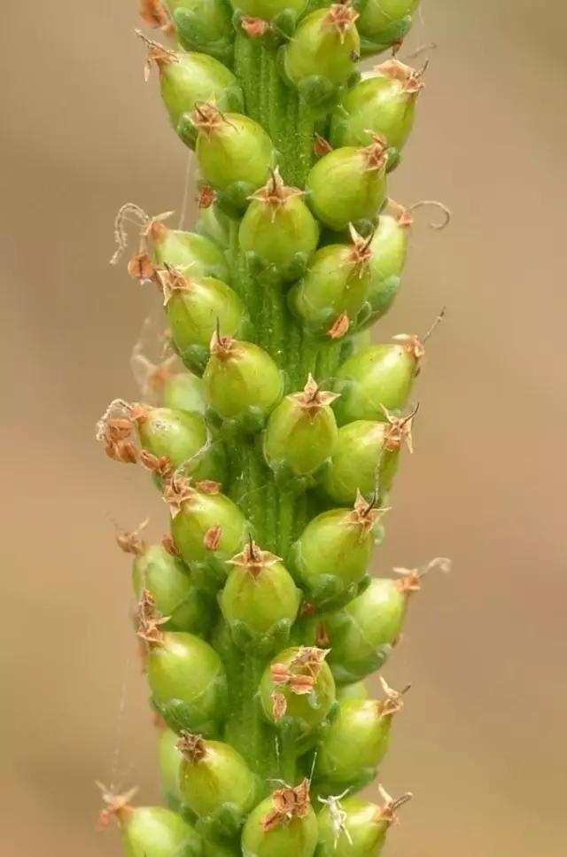 古人吃什么?《诗经》蔬果志:你现在还在采的芣苡