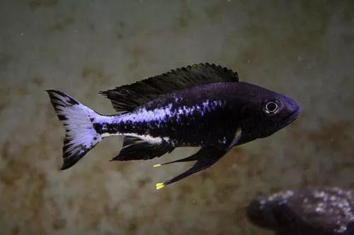 三湖慈鲷观赏视频,三湖慈鲷马鲷和蝴蝶