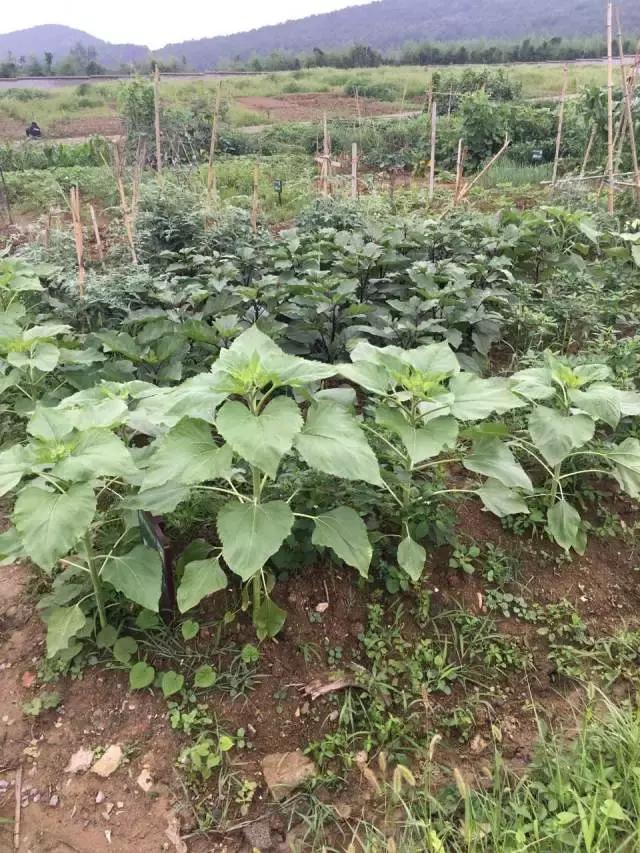 为什么淮南人喜欢当“地主”，看看地主如何管理地的！