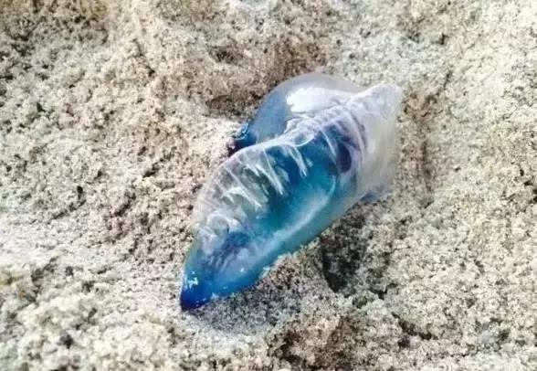 夏天带宝宝去海边玩注意什么,带娃到海边玩一定要注意安全