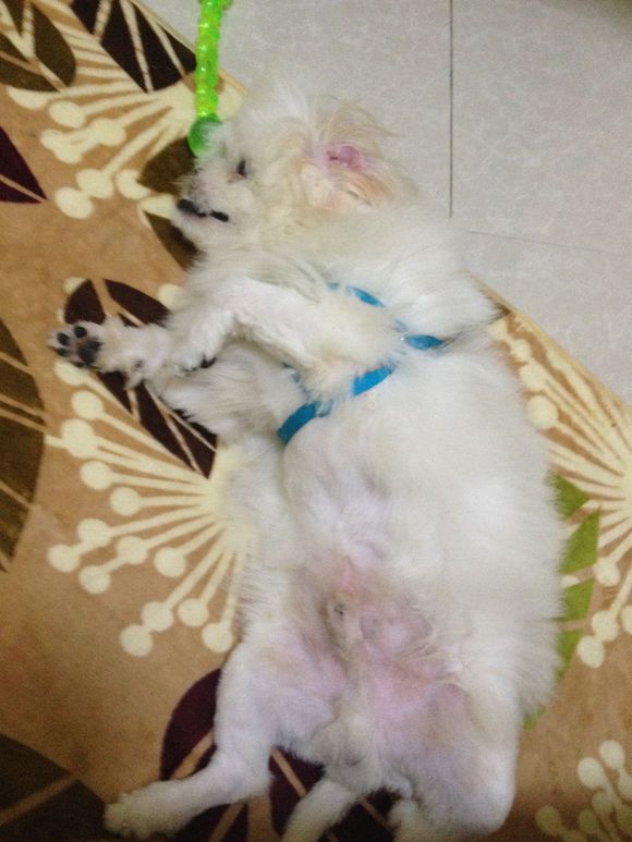 拯救狗狗不被蜜蜂蜇,拯救狗狗原版