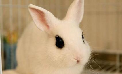 兔子喜欢吃的带刺的草,用带刺的树叶喂兔子