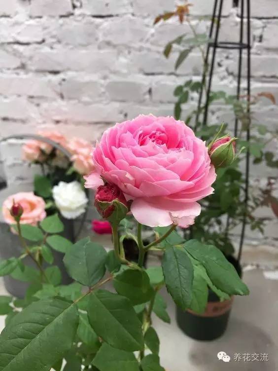 20种一二年生花卉,22种花朵