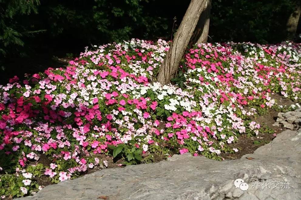 20种一二年生花卉,22种花朵