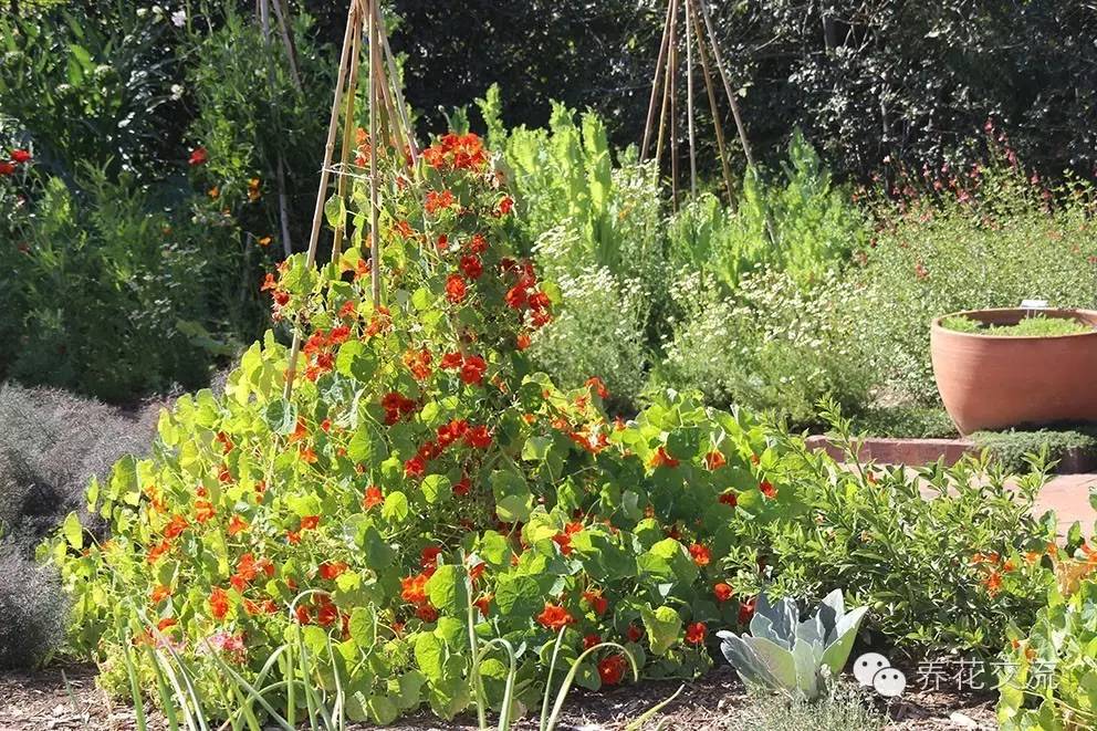 20种一二年生花卉,22种花朵