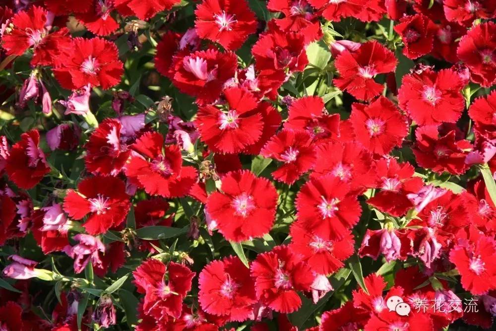 20种一二年生花卉,22种花朵