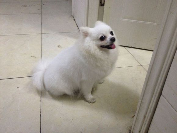 拯救狗狗不被蜜蜂蜇,拯救狗狗原版