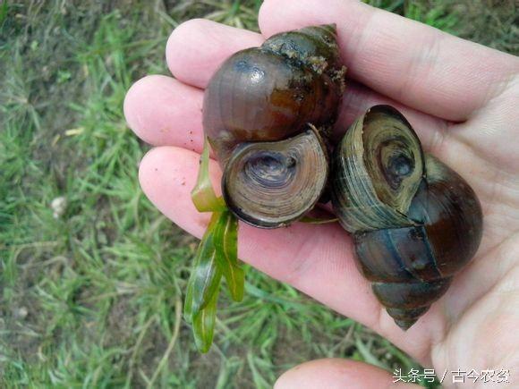 田螺和泥鳅混养前景如何,致富经田螺泥鳅黄鳝莲藕鱼混养