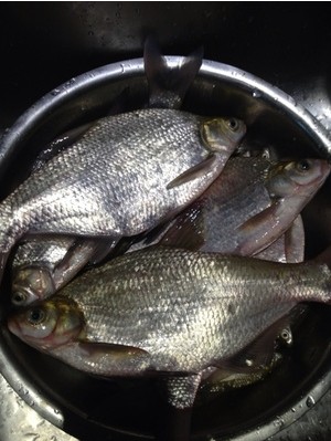 钓鱼小药鲤鱼王,钓鱼王小药饵料