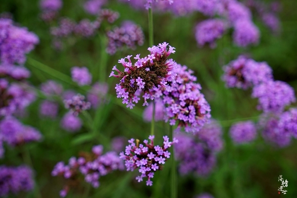 行走红石沟，入眼皆是画