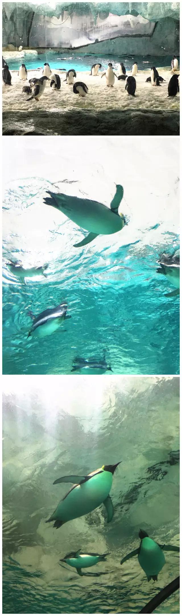 珠海长隆海洋王国一日一夜游攻略,珠海长隆海洋王国攻略两天一夜