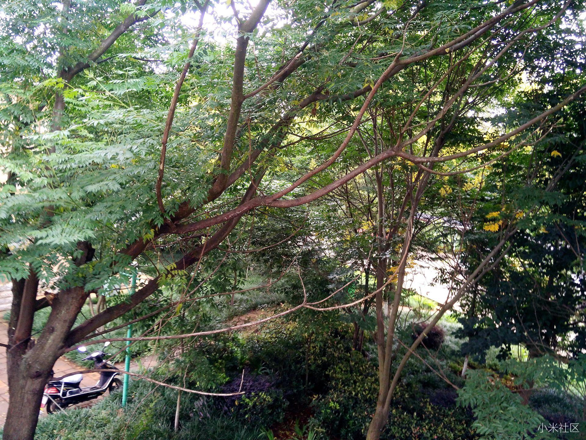 小米支架式自拍杆拍视频,小米自拍杆拍美照