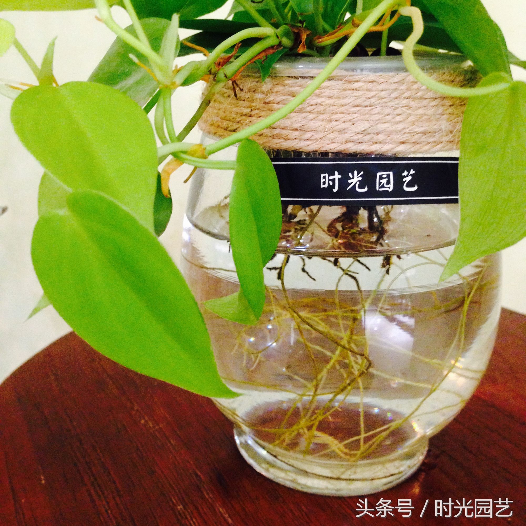 水培绿萝的自然笔记,水培绿萝和水培吊兰