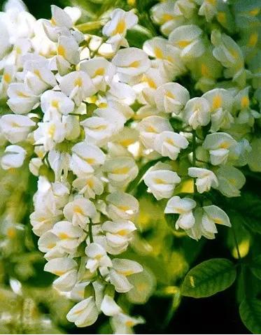 将花的香味熏到茶杯里,把花的香味留下来