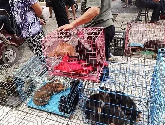 宠物救援机构合肥,宠物救援机构杭州