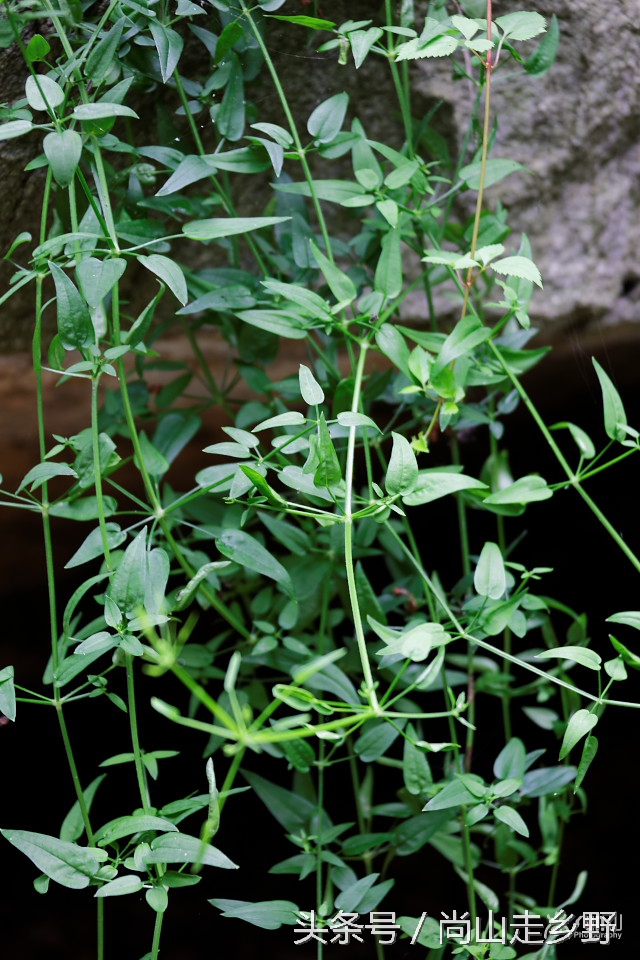 它是地之血，却还能止血，并且是历史悠久的植物染料！