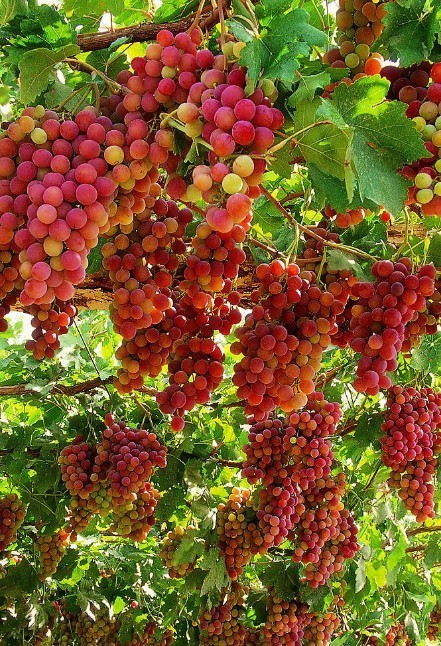 采摘葡萄游玩,最美葡萄园风景