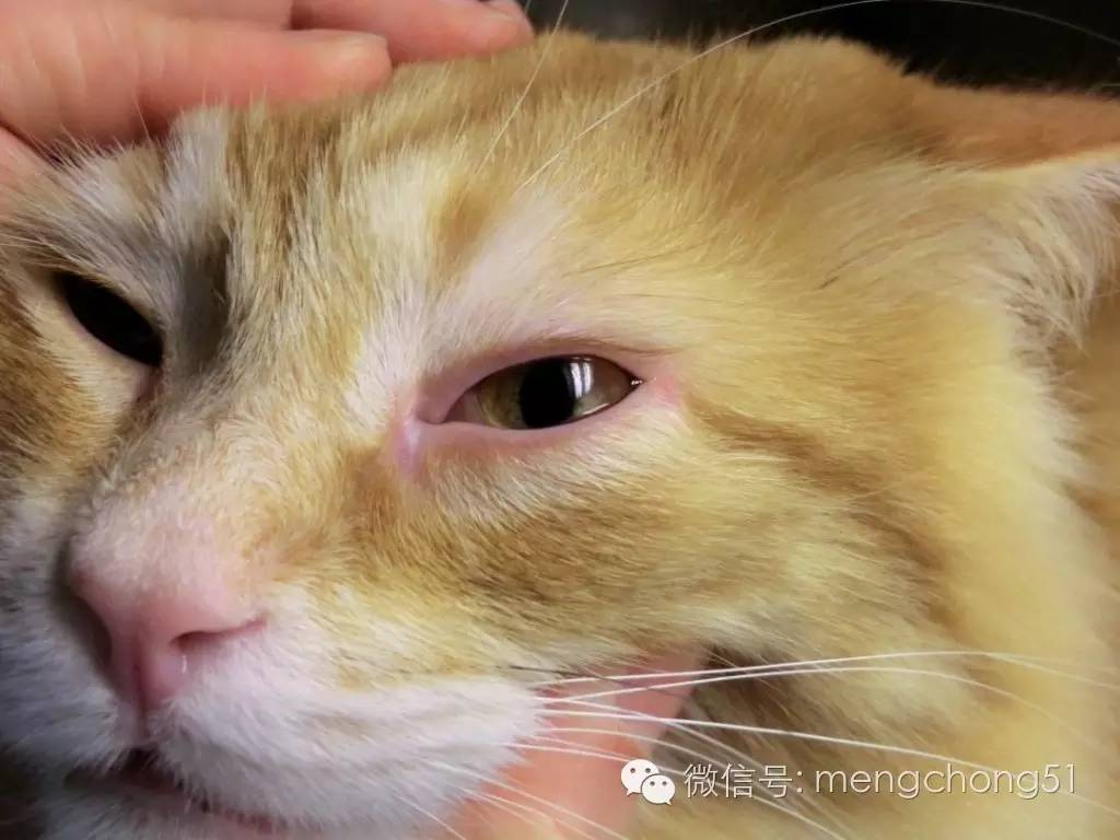 猫咪感冒打喷嚏流鼻水怎么办,猫咪打喷嚏吭哧呼哧怎么回事