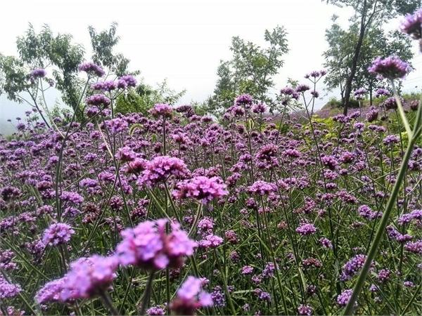 北京薰衣草庄园人间花海,京津冀薰衣草基地