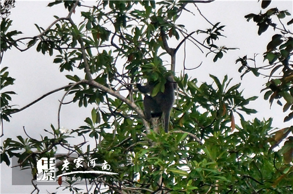 玩美假期马来西亚旅游,六日沙巴自由行攻略