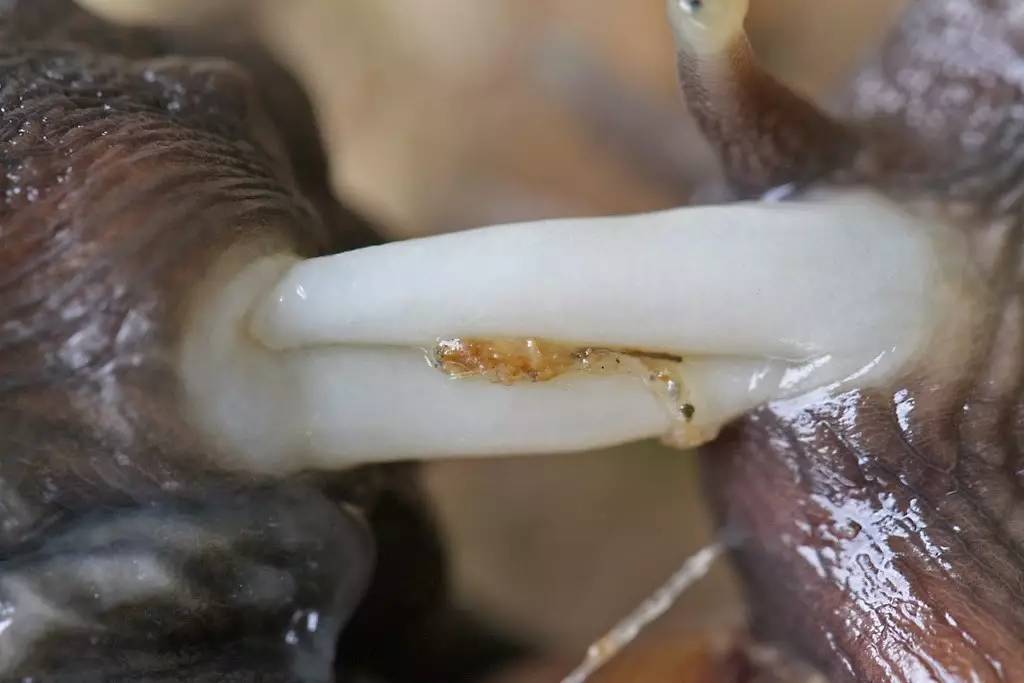 蜗牛为什么有营养,蜗牛为什么会产生大量的热