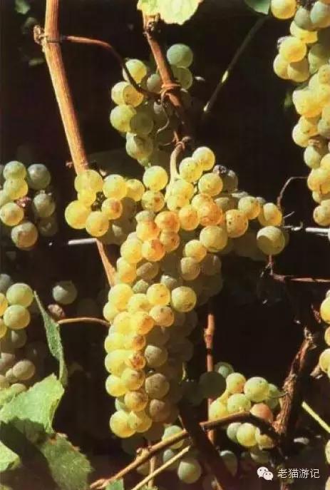 雷司令是葡萄品种还是酒品种,雷司令是红葡萄吗