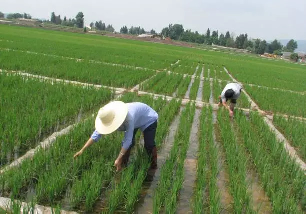 稻田泡腾片的使用方法,水稻杀虫泡腾片