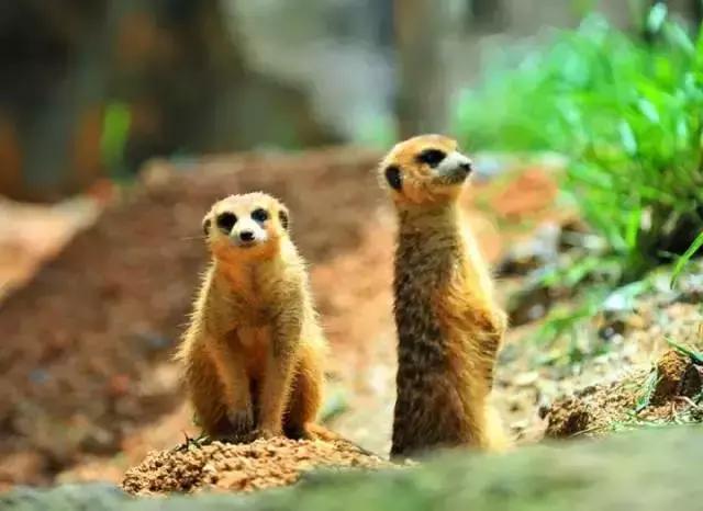 深圳东部华侨城游玩和消费,深圳东部华侨城详细攻略