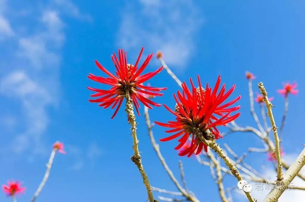 leica50mm,leica镜头50mmf2.4