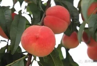 永定区冬桃新鲜采摘等你来,果园现摘冬桃脆甜