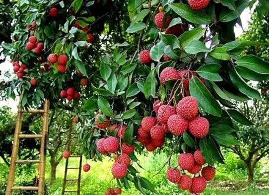 南宁周边农家乐哪里便宜又有果摘,南宁可以摘果的农家乐