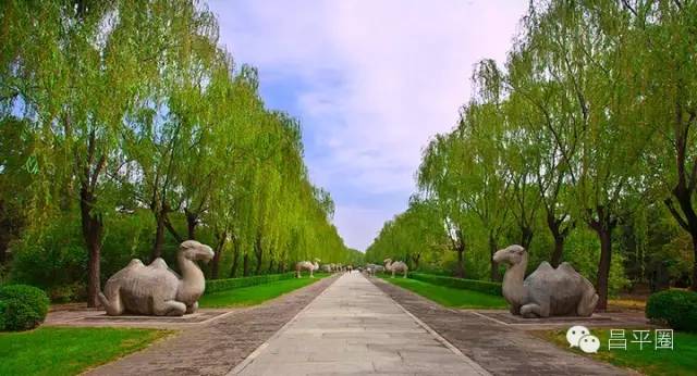 永定区冬桃新鲜采摘等你来,果园现摘冬桃脆甜