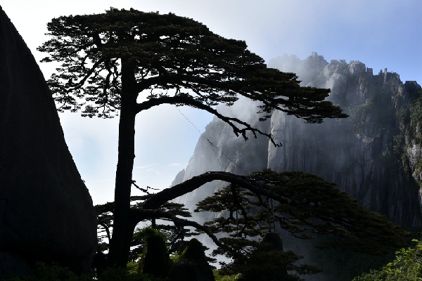 黄山四绝奇松迎客松,黄山五绝和黄山五胜