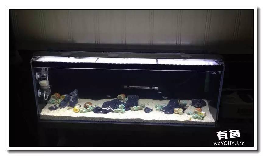 养了一个月的鱼突然大批死亡,斗鱼孵化后小鱼换水团灭