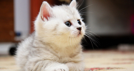 猫奴必懂的常识,猫奴必看完整版