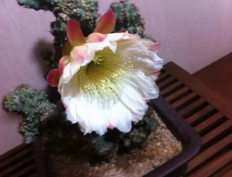 山影拳怎么养出那么怪的模样？教你杜绝病虫和开花