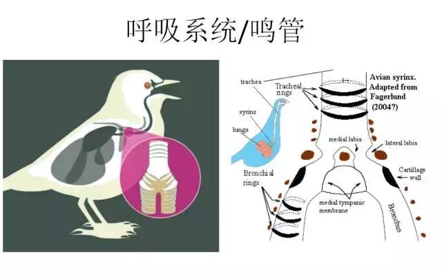 如果小鸟受伤了该怎么救助,野生小鸟受伤了怎么救它的