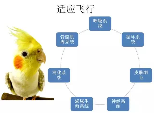 如果小鸟受伤了该怎么救助,野生小鸟受伤了怎么救它的