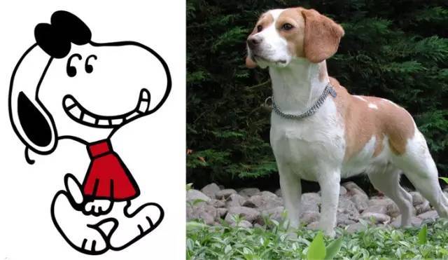 snoopy史努比是哪国品牌,snoopy史努比是什么动物