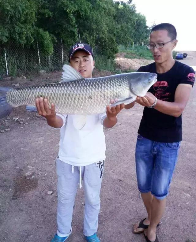 《渔获战报》大青鱼爆连引发的连环事件